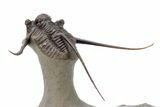 Long-Spined Cyphaspis Trilobite - Foum Zguid, Morocco #249022-4